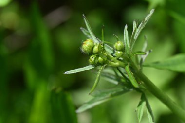 Güzel botanik fotoğrafı, doğal duvar kağıdı.