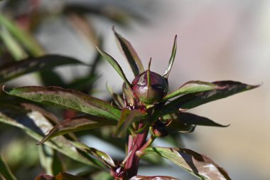 Ormanda güzel bahar çiçekleri