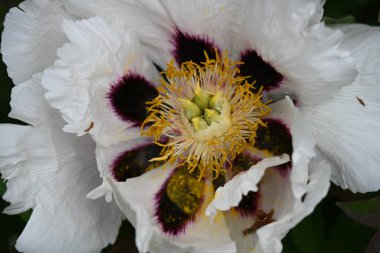 Bahçedeki bir çiçeğe yaklaş