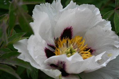 Bahçedeki güzel beyaz çiçek