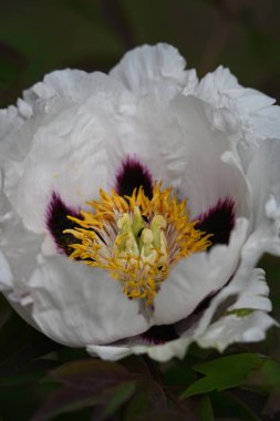 Açık havada yetişen güzel çiçeklerin yakın görüntüsü