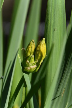 Bir zambak çiçeğine yaklaş