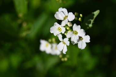 Bahçedeki güzel beyaz çiçekler