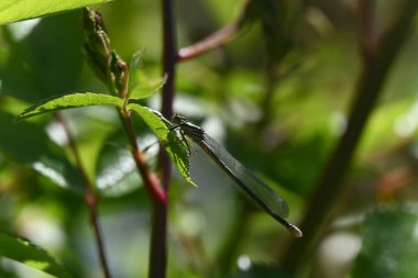 Bahçede yeşil yaprak