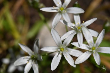 Bahçede beyaz çiçekler