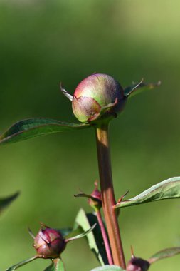 Güzel botanik fotoğrafı, doğal duvar kağıdı.