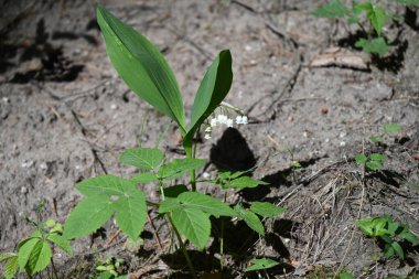 Ormanın yaprakları. Bitki ormanda..