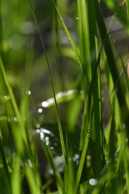 Güzel botanik fotoğrafı, doğal duvar kağıdı.