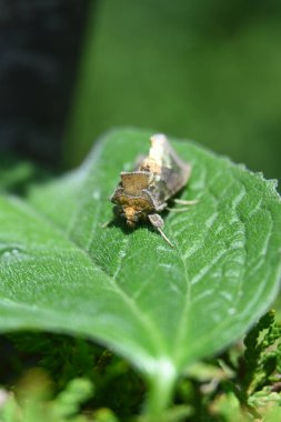 Yaprağın üzerinde kelebek