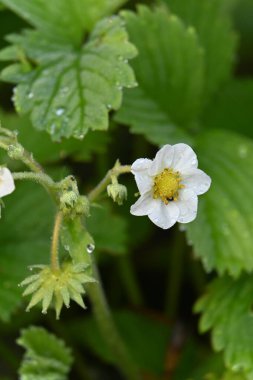 çilek, beyaz çiçekler