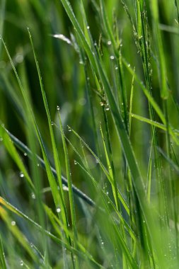 Sabah yeşil çimenler