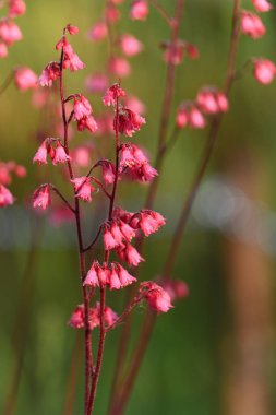 gündüz açık büyüyen renkli çiçekler yakın