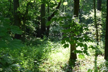 Ormanda yeşil ağaçlar