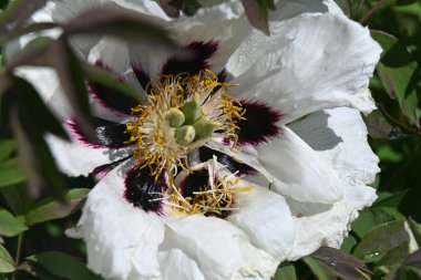 beyaz ve kırmızı gelincik çiçekleri