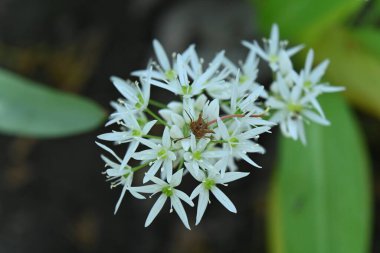 Güzel botanik fotoğrafı, doğal duvar kağıdı.