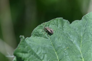 Bir böceğe yaklaş