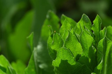 taze bahar çiçekleri Bahçe
