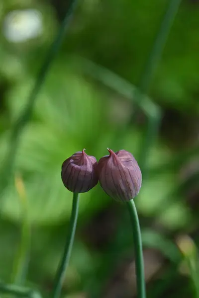 Güzel botanik fotoğrafı, doğal duvar kağıdı.