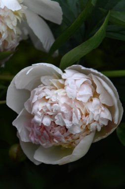 Güzel botanik fotoğrafı, doğal duvar kağıdı.