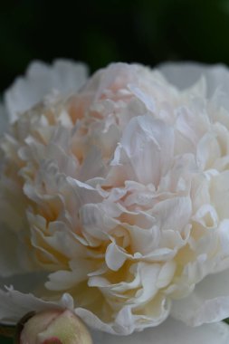 Güzel botanik fotoğrafı, doğal duvar kağıdı.