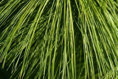 Yeşil köknar ağacını kapat