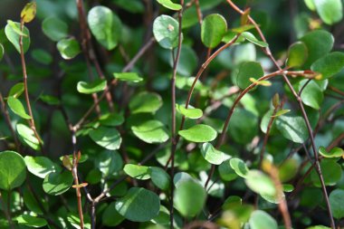 Bahçedeki bir ağaca yaklaş.