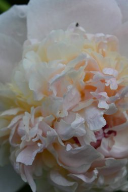 Bahçedeki güzel beyaz çiçek