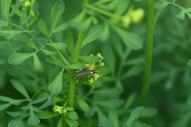 Yaprağın üzerindeki yeşil böcek.