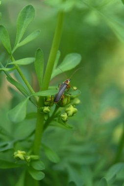 Vahşi doğada böceğe yakın.