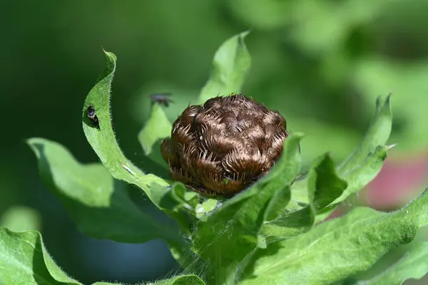 Yeşilliğin arka planında çiçeğin tomurcuğunun dikey yakın çekimi.