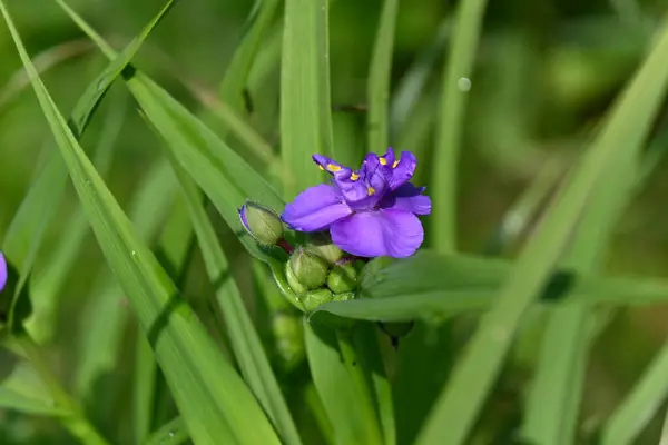 Bahçedeki güzel çiçekler