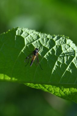 Bir yaprağın üzerindeki sineğe yaklaş