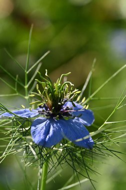 Yaz bahçesinde mavi çiçeklere yakın.