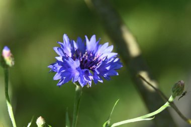 Bahçedeki güzel mavi çiçek