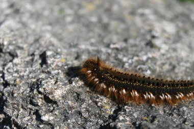 Siyah bir tırtıla yaklaş.