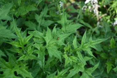 Doğadaki bir bitkinin yeşil yaprakları..