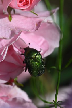 güzel pembe çiçekler görünümünü kapat