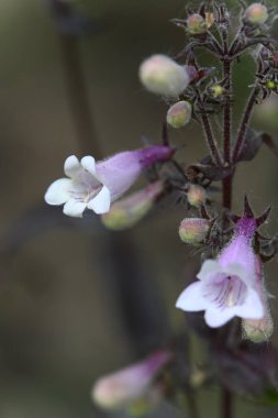 Güzel botanik fotoğrafı, doğal duvar kağıdı.