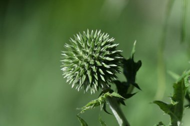 Devedikeni çiçeği, doğa ve botanik bitkisi