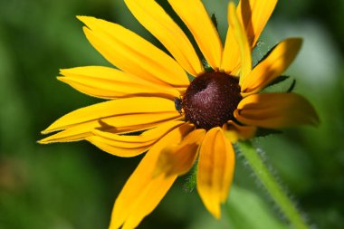 Bir çiçeğe yakın çekim