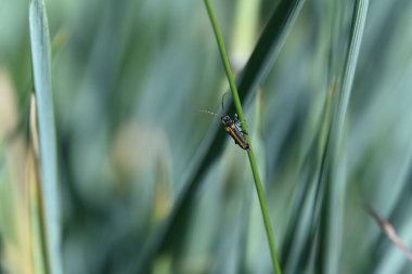Yeşil yapraklı bir çekirgenin yakın plan çekimi.
