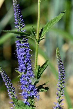 Güzel botanik fotoğrafı, doğal duvar kağıdı.