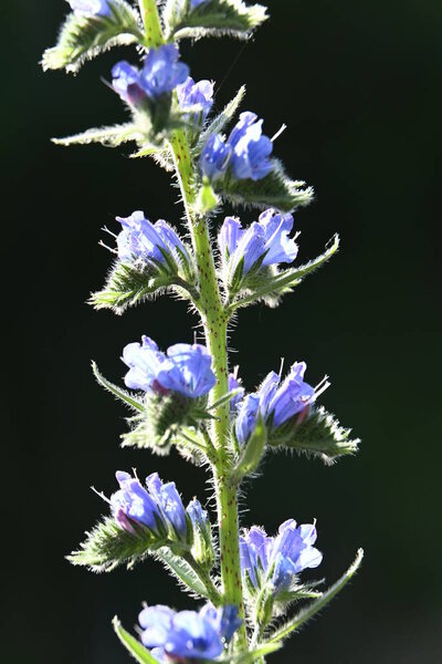 beautiful flowers in the garden