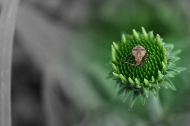 Bir çiçeğin üzerinde oturan bir kelebeğin seçici yakın çekimi