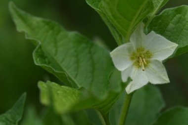 Bahçede beyaz çiçekler