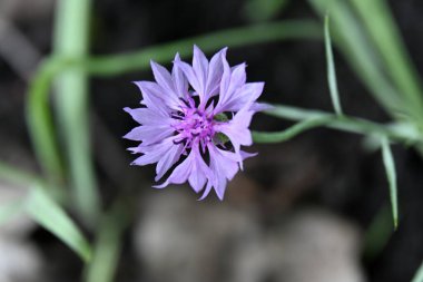 Bahçedeki güzel çiçekler