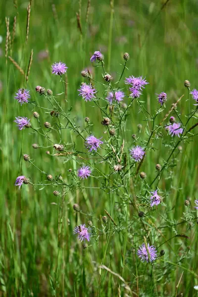 Yaz - Çiçekli yabani çayır