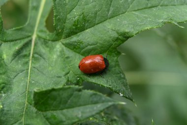 Yaprağın üzerinde kırmızı uğur böceği
