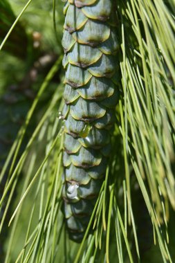 kozalaklı çam dalı