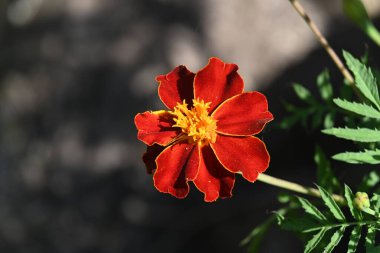 Bahçedeki güzel kırmızı çiçek